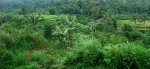 インドネシアのジャワ島、リゾート気分な水田