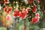 偽物か？本物か？ジャカルタ‘花’事情